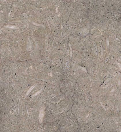 Sea Grass Fossil